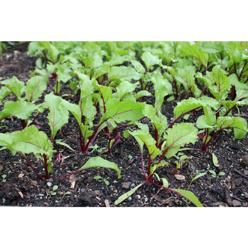 Hạt giống củ dền đỏ cao sản hữu cơ - rau củ quả trồng chậu, sân vườn tươi ngon giòn ngọt giàu dinh dưỡng 5g RADO702