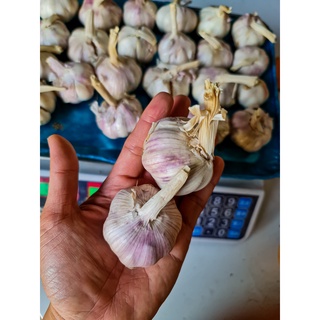 Tỏi củ 1kg
