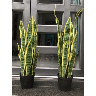 Cây lưỡi hổ giả 70cm