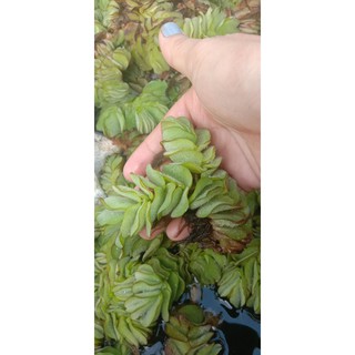 20 Cây bèo  tai chuột 20  bẹ  , bèo thuỷ sinh dễ sống