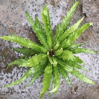 cây tổ quạ