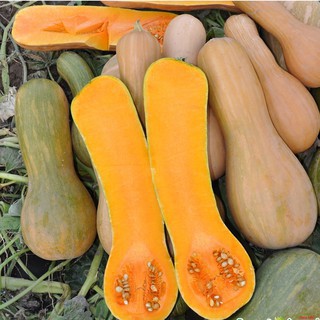 Gói 20 hạt giống bí mật