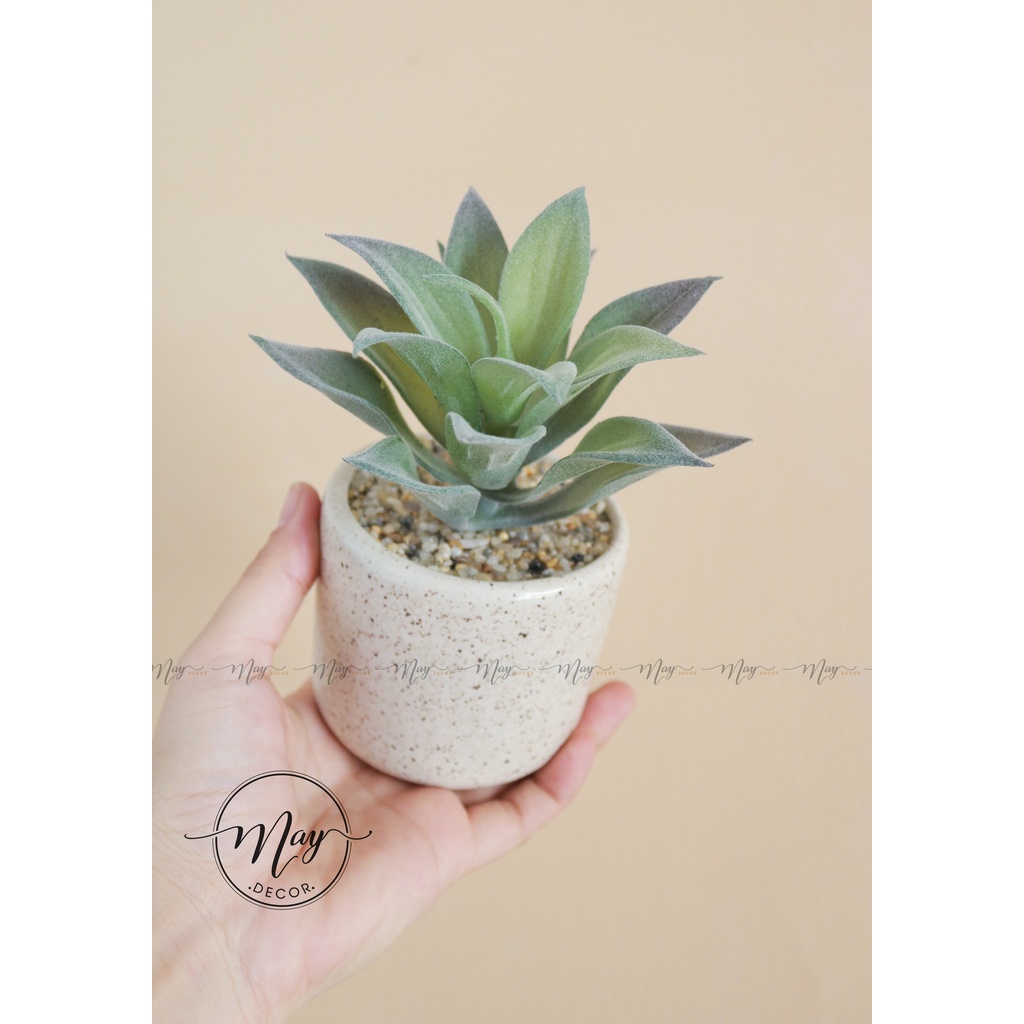 Sen đá giả kèm chậu sứ vân cát