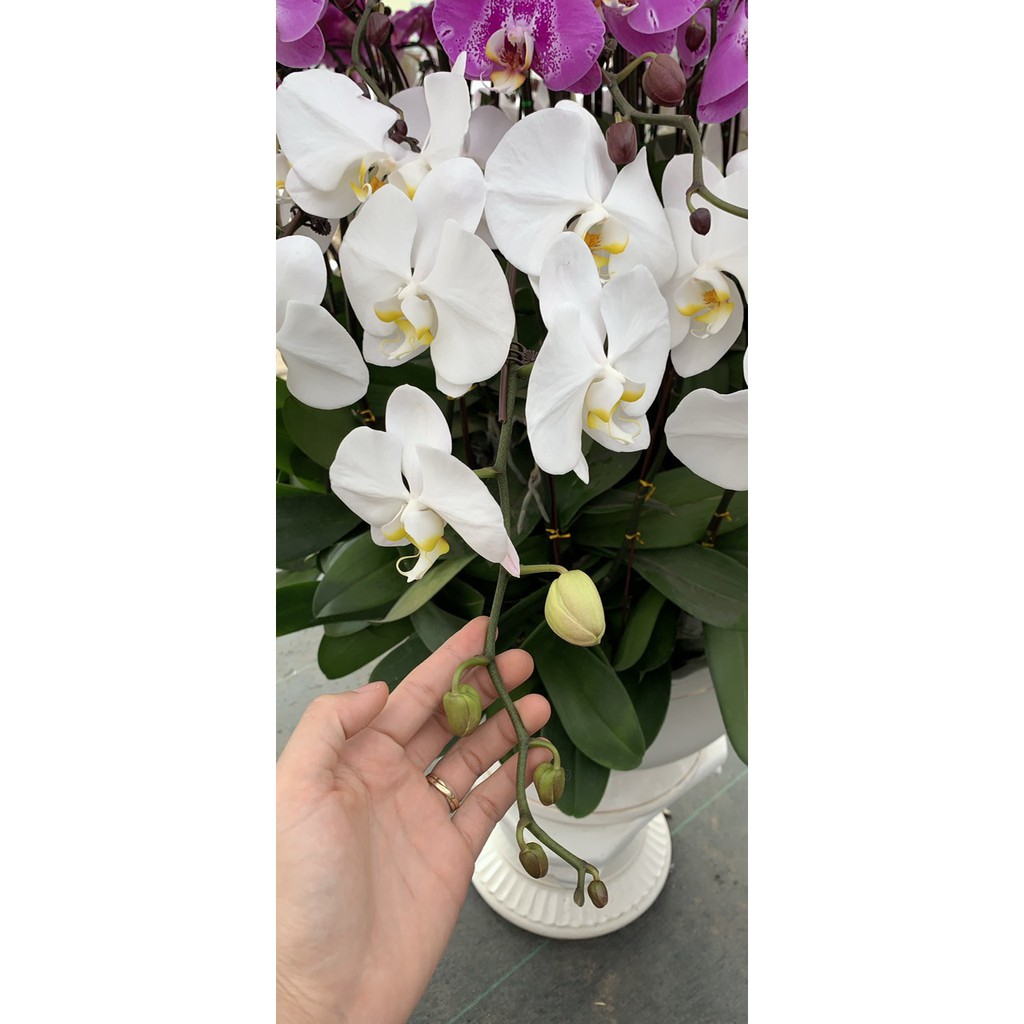 Lan Hồ Điệp màu Trắng V3 cốc đại Chuẩn màu hoa
