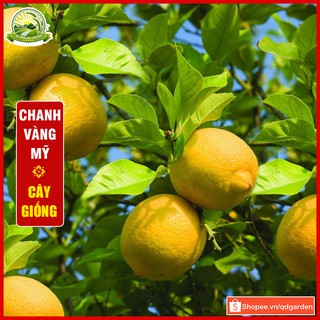 Cây chanh vàng Mỹ (cây giống) khỏe mạnh dễ sinh trưởng ở nhiều vùng khí hậu Việt Nam, hiệu quả kinh tế cao - QD57