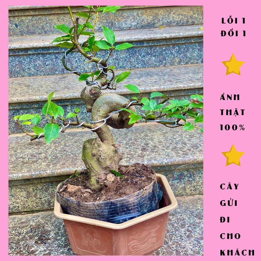 Cây sung bonsai, ảnh thật đánh số 1-10, lỗi 1 đổi 1