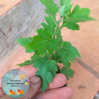 [CG] Cúc Cổ Mi Kép (hoạ mi cánh kép) 15k/cây