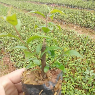 Nhất chi mai cho hoa tết