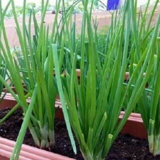 HẠT GIỐNG HÀNH LÁ THÁI LAN