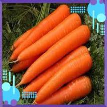 HẠT GIỐNG CÀ RỐT CAO SẢN GÓI 10 GRAM