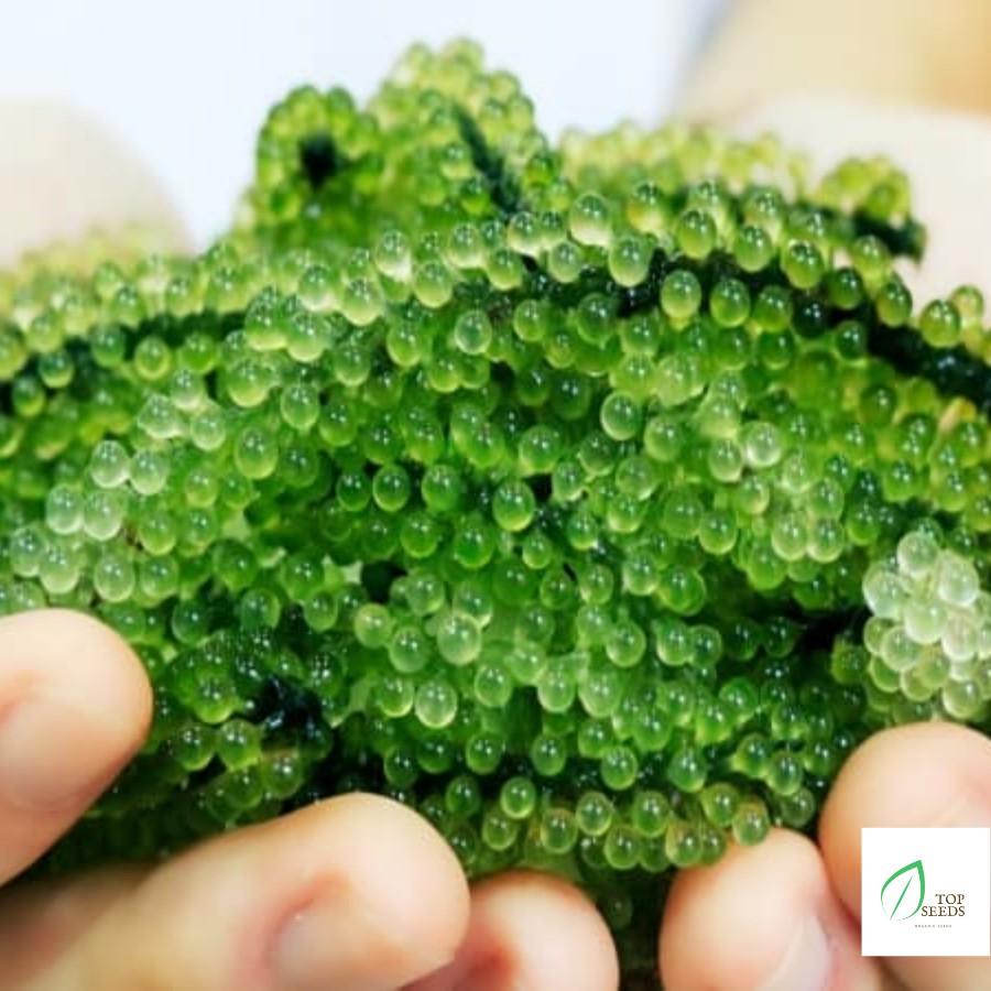 Rong Nho Tách Nước Khánh Hoà 25Gr - Công Nghệ Tách Nước Tiêu Chuẩn Nhật Bản