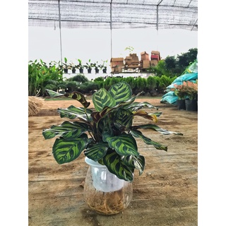 Cây đuôi công ⚡️ FREE SHIP ⚡️ lá viền to đẹp dễ chồng và chăm sóc thích hợp làm cây nội thất