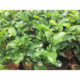 HẠT GIỐNG CÂY CHANH LEO 20 HẠT