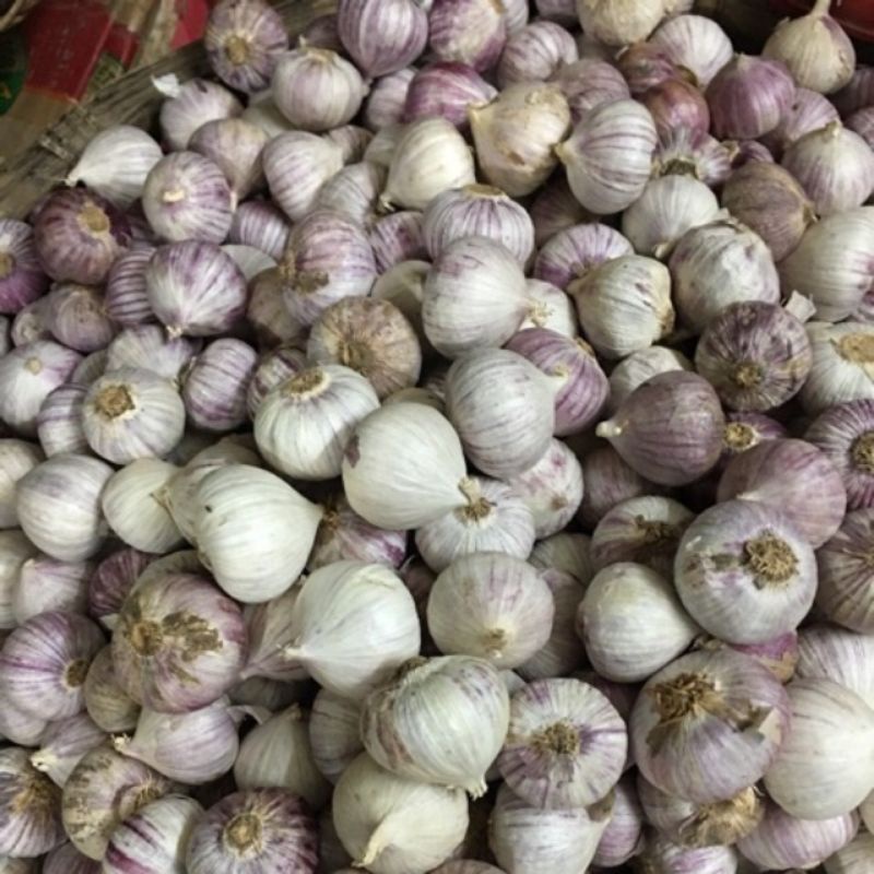 Tỏi cô đơn 1kg size lớn