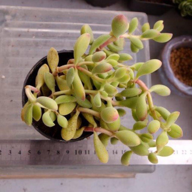 SEN ĐÁ HẠT LỰU