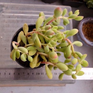 SEN ĐÁ HẠT LỰU