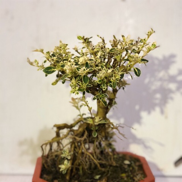 Cây bạch tuyết mai bonsai để bàn cao 30 cm ( Ảnh thật.)