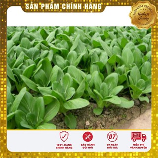Hạt Giống Cải Chíp Cao Sản(20gr)