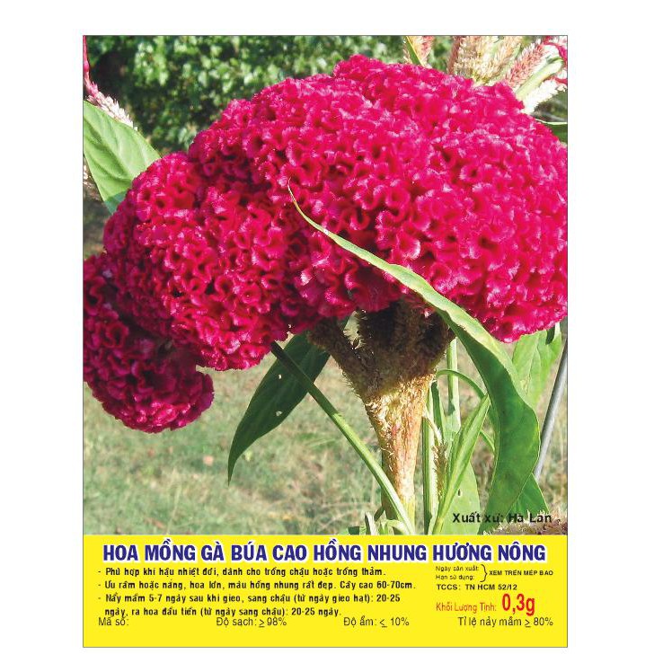 Hạt giống Hoa Mồng gà Búa cao màu hồng nhung - Gói 0,3 gram