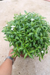 Cây Mai Vạn Phúc