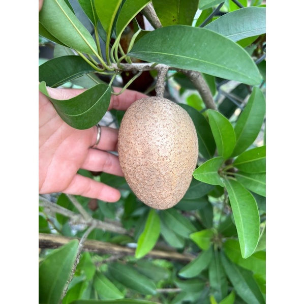 Cây Sapoche đang hoa - đang trái