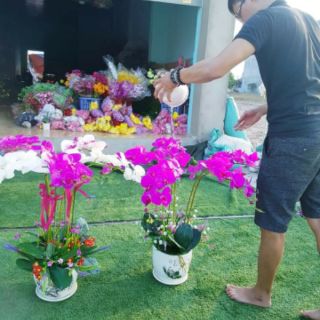 lan cao su hồ điệp cành lớn 50k