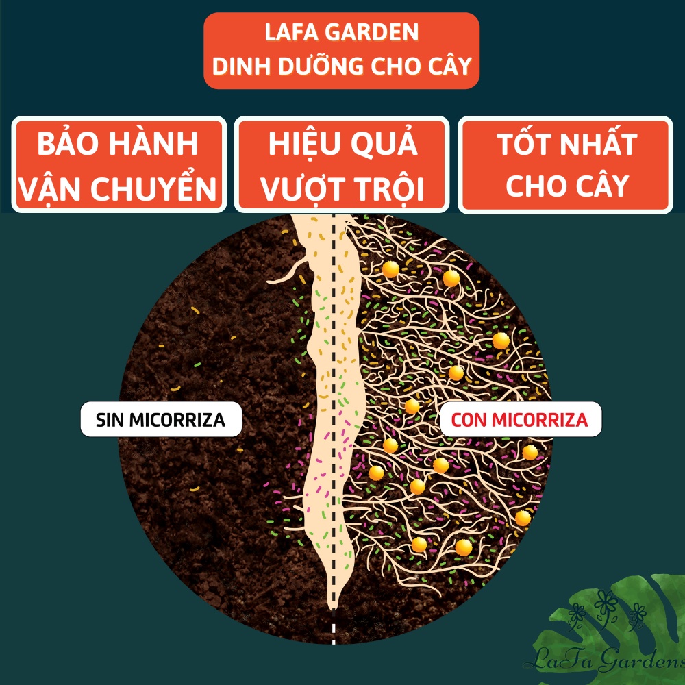 Nấm rễ cộng sinh mycorrhiza asir-fruit, viên nấm rễ sử dụng cho cây lâu năm có chứa những vi sinh vật có ích