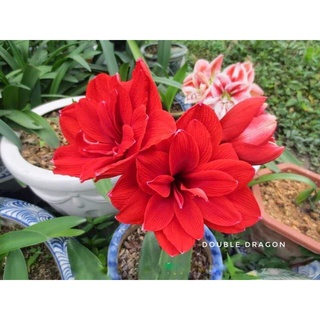 Củ hoa huệ tây CÁNH KÉP