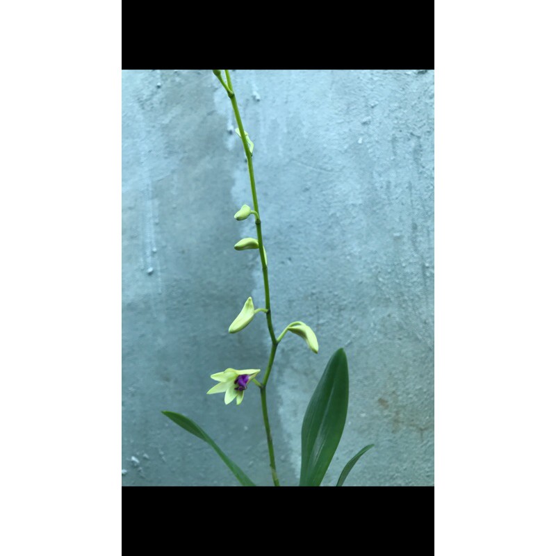 Lan Denro nắng bà liễu xưa