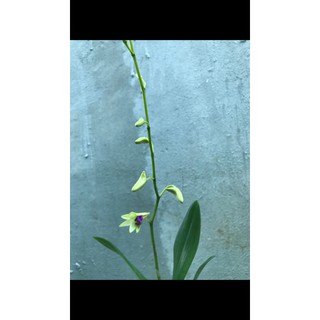 Lan Denro nắng bà liễu xưa