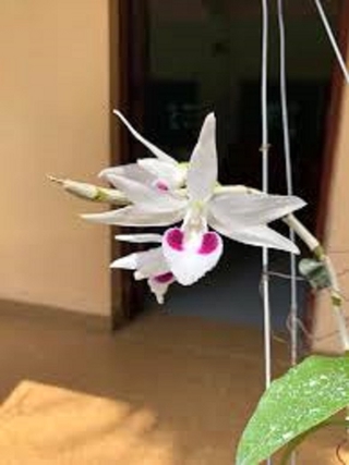 Lan phi điệp 5 cánh trắng PHÙ MỸ ,  Hàng var
