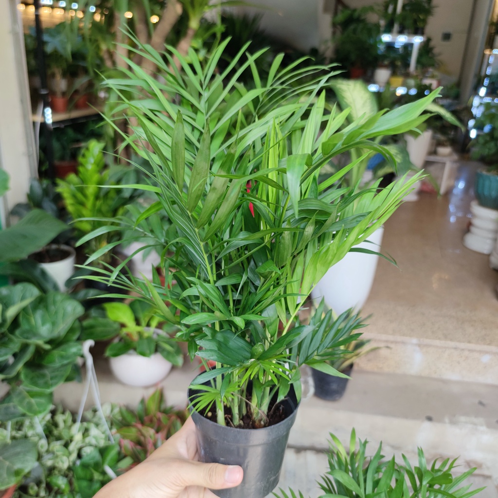 Cây cau tiểu châm kèm chậu sứ ,cây lọc không khí hút mùi phong thủy nội thất cao 30-45cm