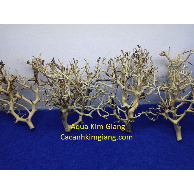 Combo Lũa cho bể thủy sinh cho bể thủy sinh 40cm -50cm