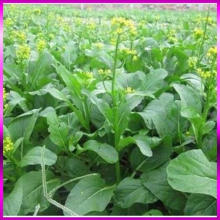 Hạt giống cải ngồng xanh V,71