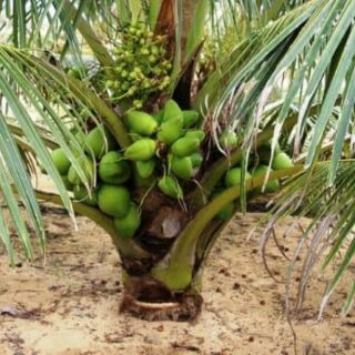 bầu Cây dừa xiêm lùn