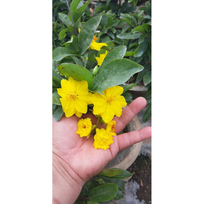 Mai thủ đức vip 2021