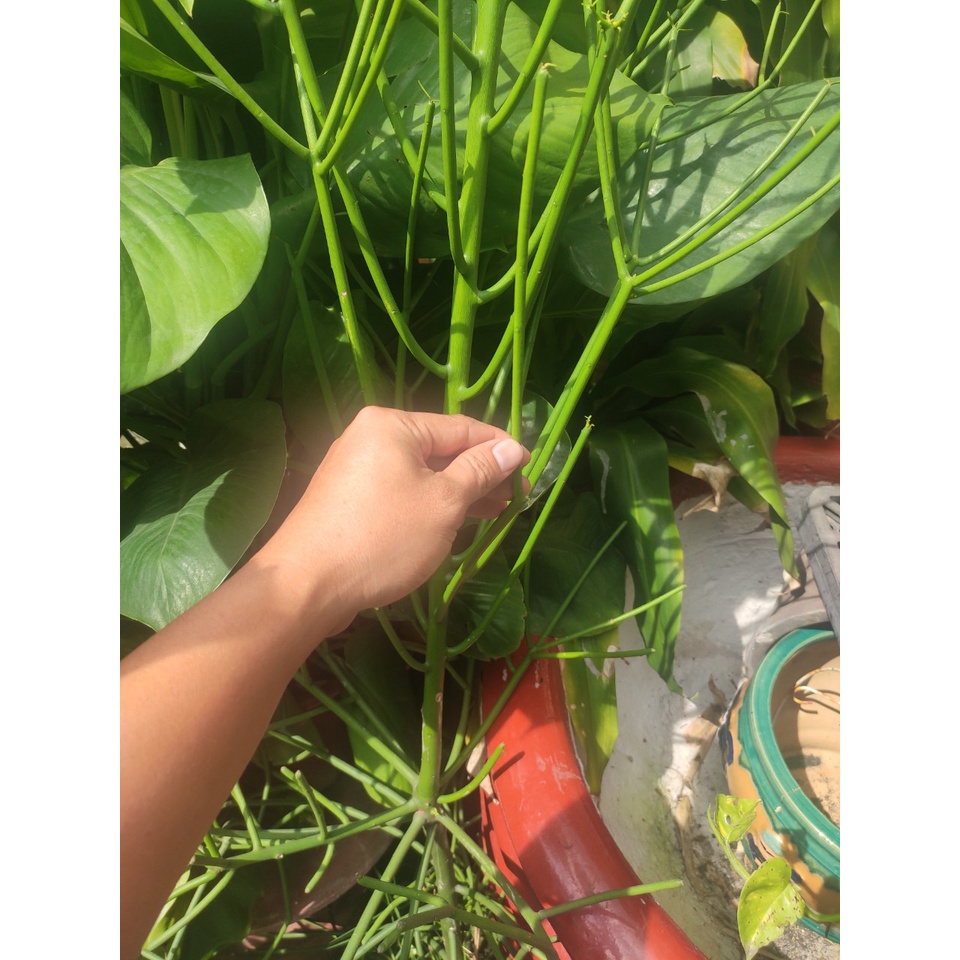 nhánh cây a dao -a giao- cây xương rắn - nhánh cây giống dài 15cm