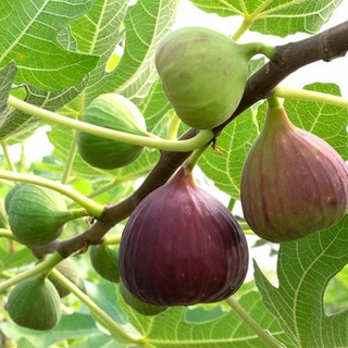 Cây giống sung mỹ quả to trái ngọt