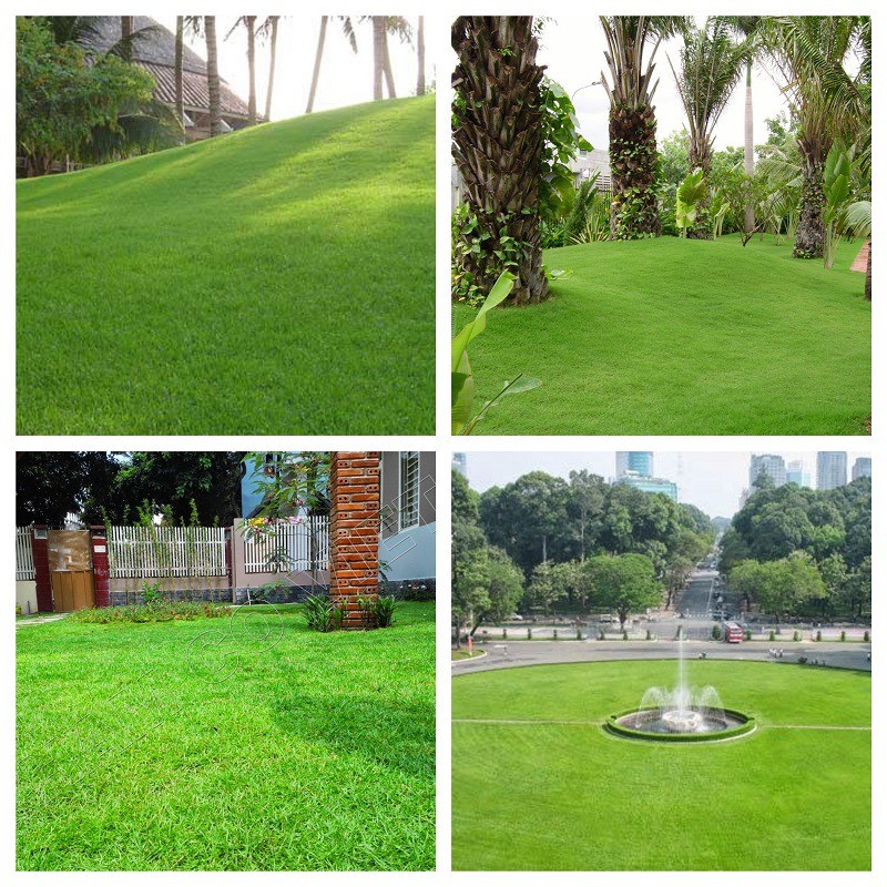 [Mới] - Hạt giống cỏ nhung nhật giá rẻ