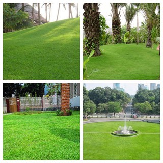 - Hạt giống cỏ nhung nhật giá rẻ