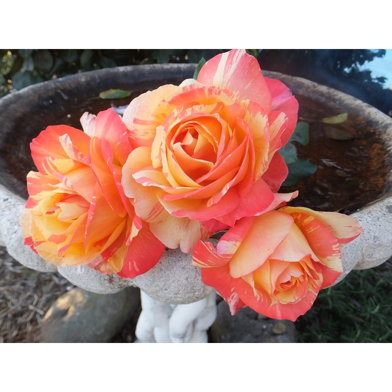 Hoa hồngTropical Sunset Rose - hoa thơm
