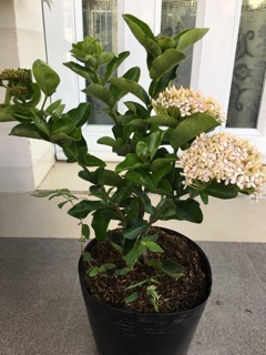 Cây hoa mẫu đơn trắng lá trung