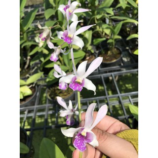 Thỏ xưa Cây hoa lan dendro nắng hàng lá