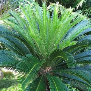 CÂY VẠN TUẾ -CÂY MANG LẠI SỰ UY NGHI, CỔ KÍNH CHO NGÔI NHÀ , VƯỢNG PHONG THỦY CHO GIA CHỦ - NCCGCVT