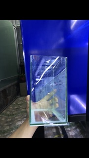 Hồ kính mini , hồ betta , keo betta , hồ show