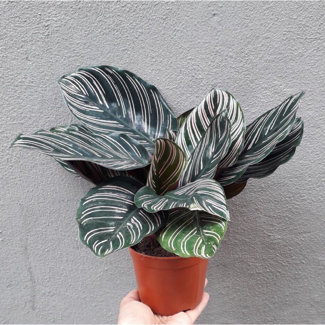 Cây Đuôi Công Tím để bàn - Calathea Medallion