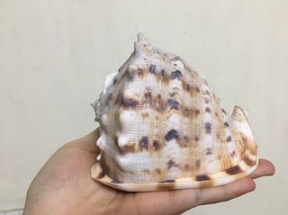 Vỏ ốc kim khối vàng