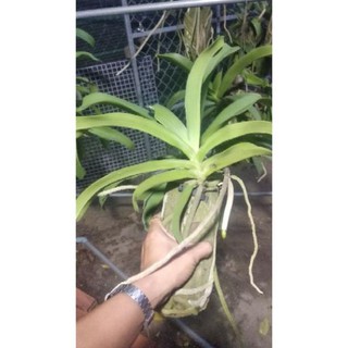 [FREESHIP - Xả Khô Máu] Hoa Lan Ngọc Điểm Rừng