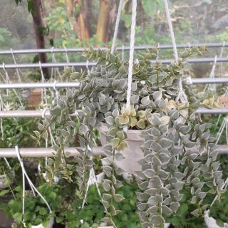 Lan tim cẩm thạch