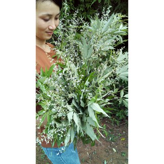 Lá Ngũ Trảo tươi (1kg)